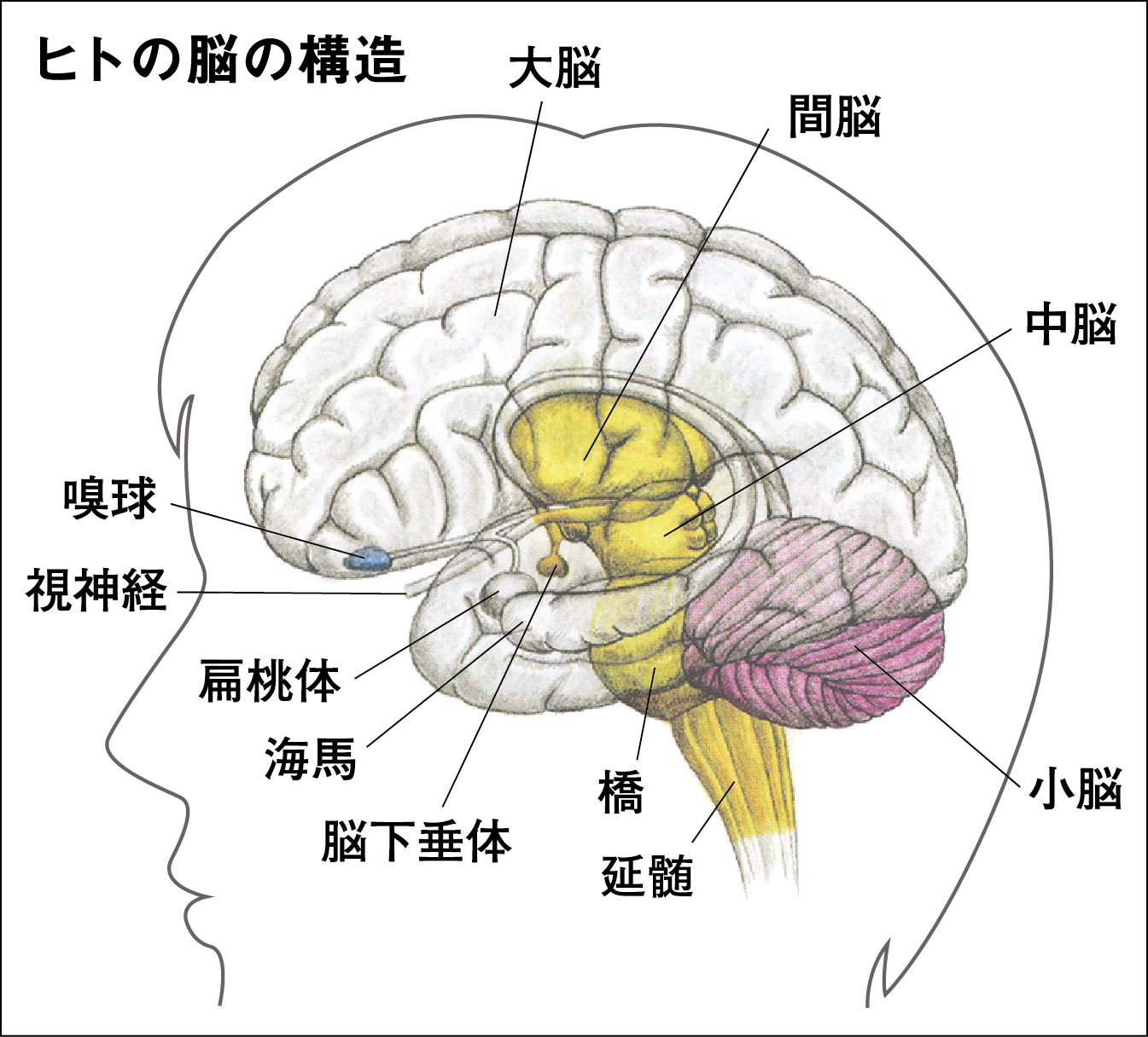 ３ ４図１ ヒトの脳の構造 長周新聞